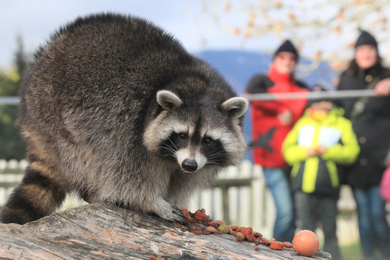 Waschbär beim Essen | © Katharina Wassler