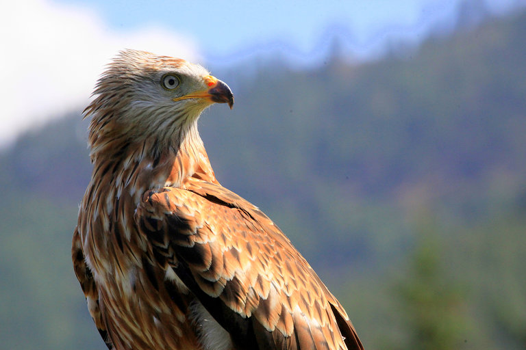 Adler am Wilden Berg | © Katharina Wassler