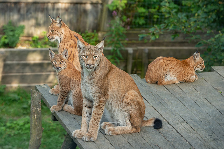 Wildkatzen | © Tintimax Photography