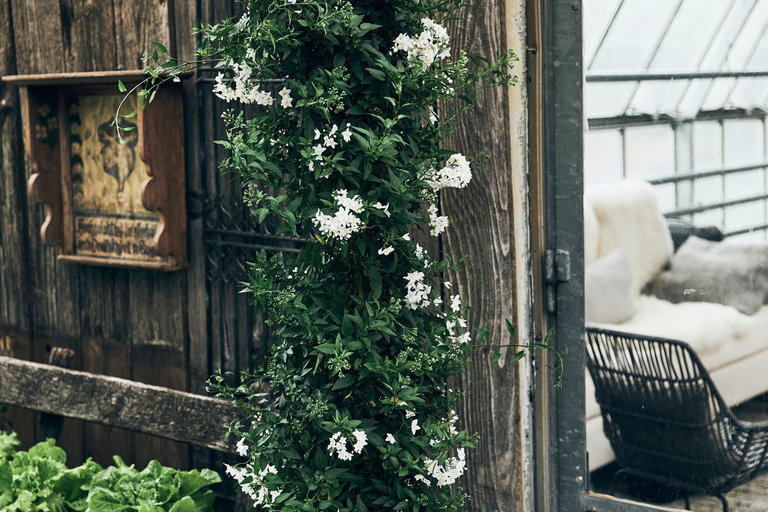 der pranzl Blumen & Co - Impression #2.1 | © Armin Walcher