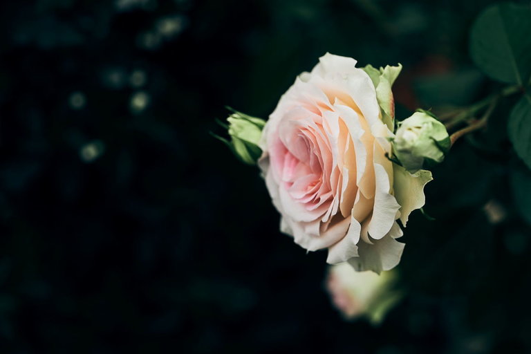 der pranzl Blumen & Co - Impression #2.5 | © Armin Walcher