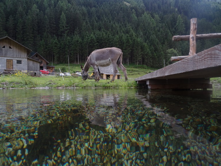 Sondl-Alm - Impression #2.3 | © Sondl-Alm